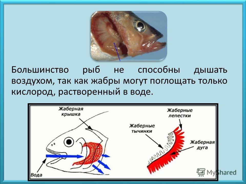 Рыба дышащая легкими. Строение жабр рыб. Система дыхания у рыб. Жаберное дыхание у рыб. Жаберное дыхание характерно для.