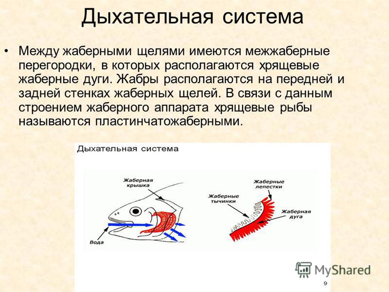 Дыхательная система рыб