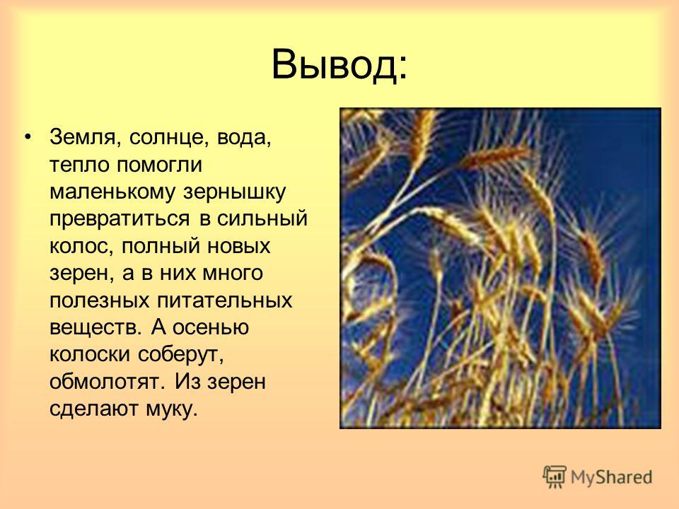 Придумай по плану историю про маленькое зернышко