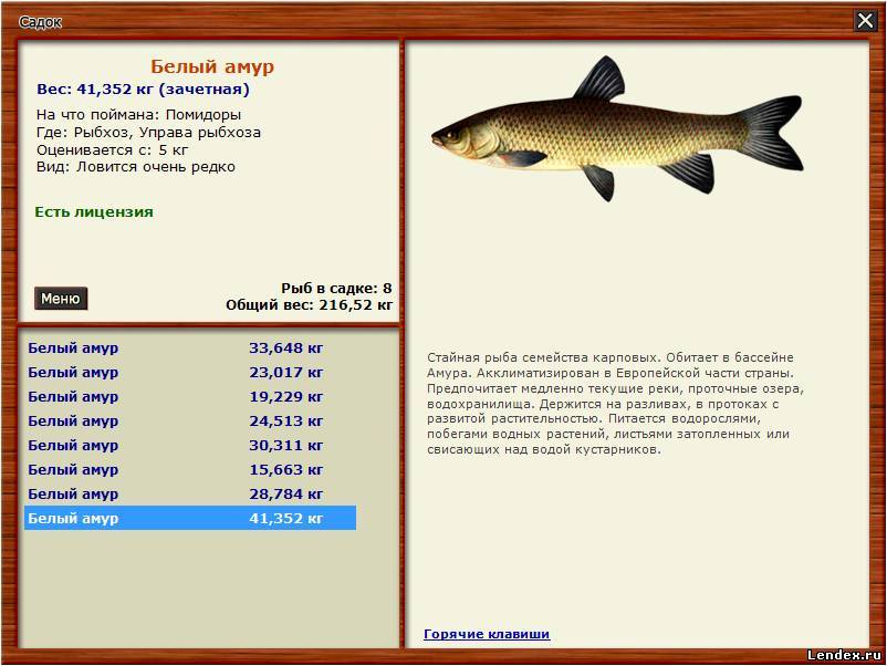 Русская рыбалка золотая рыбка. Белый Амур на Волге. Белый Амур Озерный. Ловить рыбу. Рыба белый Амур на что ловить.