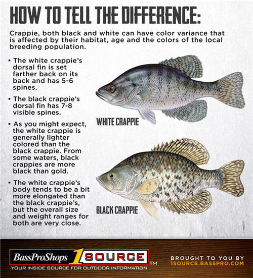 How to tell the difference between black and white crappie