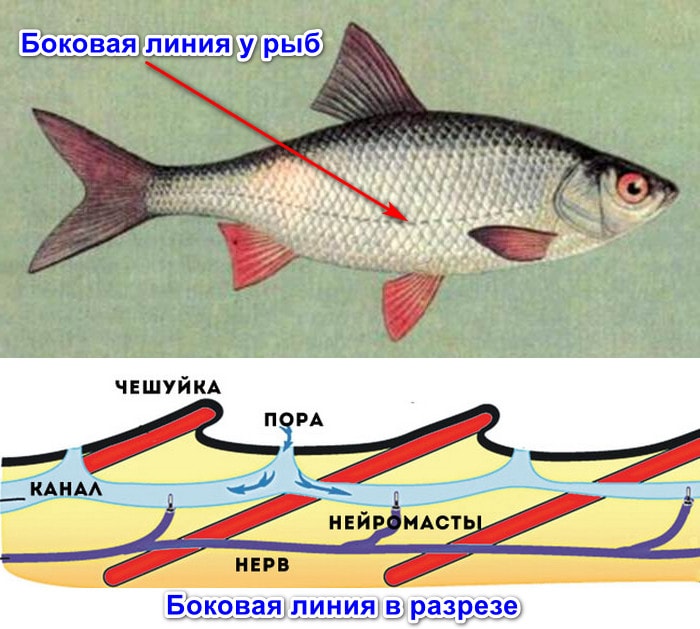 Боковая линия рыб