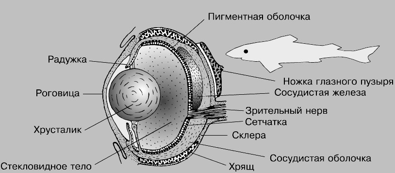 Строение глаза рыбы