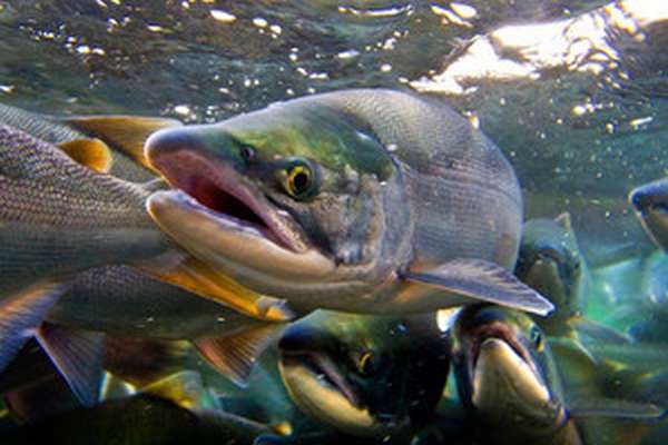 Внешние признаки распространенных видов лосося