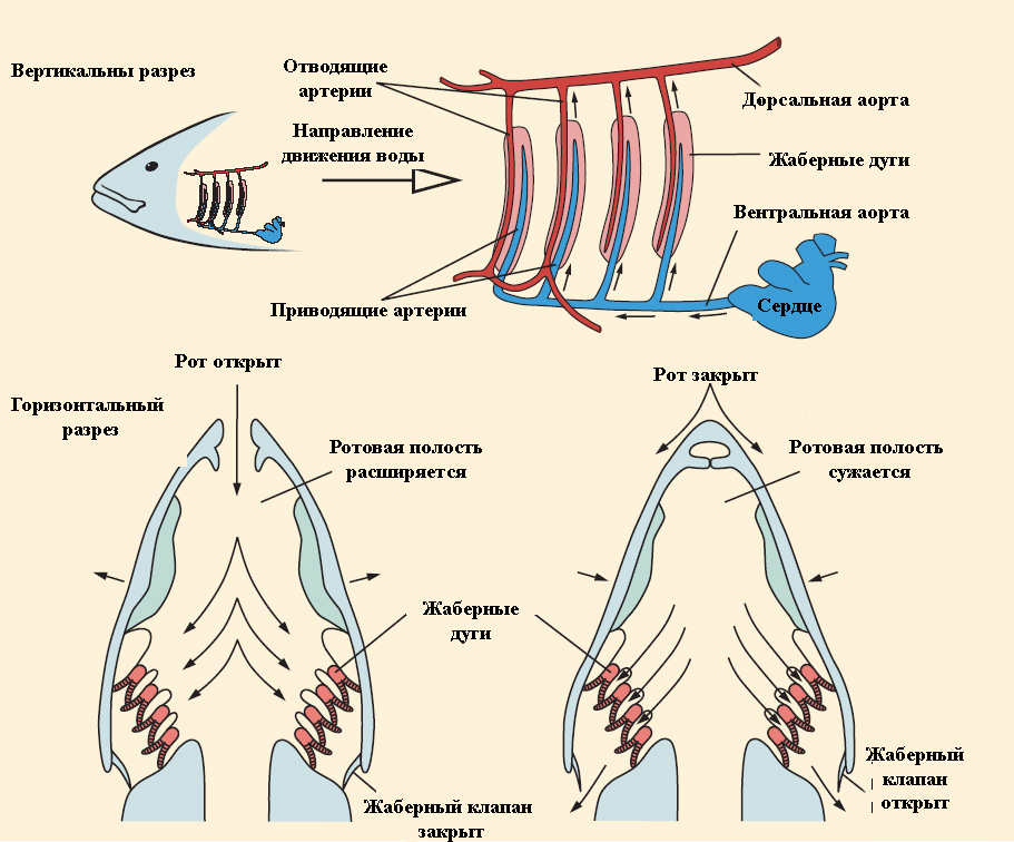Схема дыхательная система рыб