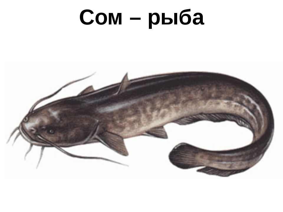 Сом детская картинка