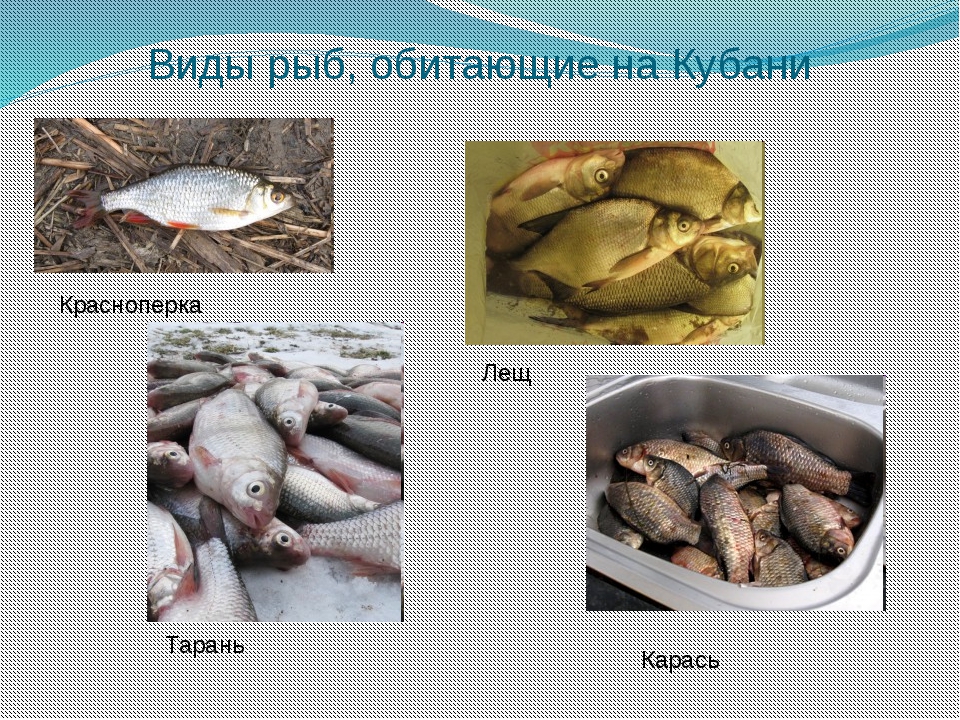Река кубань какие рыбы. Рыбы Кубани. Рыбы водоемов Кубани. Рыбы реки Кубань Краснодарского края. Рыба обитающая в Кубани.