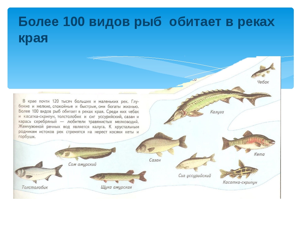 Река кубань какие рыбы. Рыбы водоемов Кубани. Какие рыбы обитают в реке Кубань. Рыбы которые обитают в реке Кубань. Рыбы которые водятся в кубанских реках.