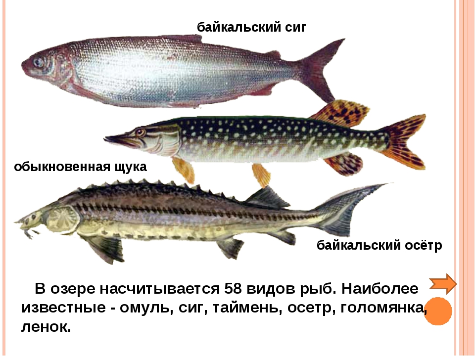 В озере байкал водится рыба. Рыбы обитающие в Озерах. Рыбы обитающие в Байкале. Байкальские виды рыб. Название рыб которые обитают в Байкале.