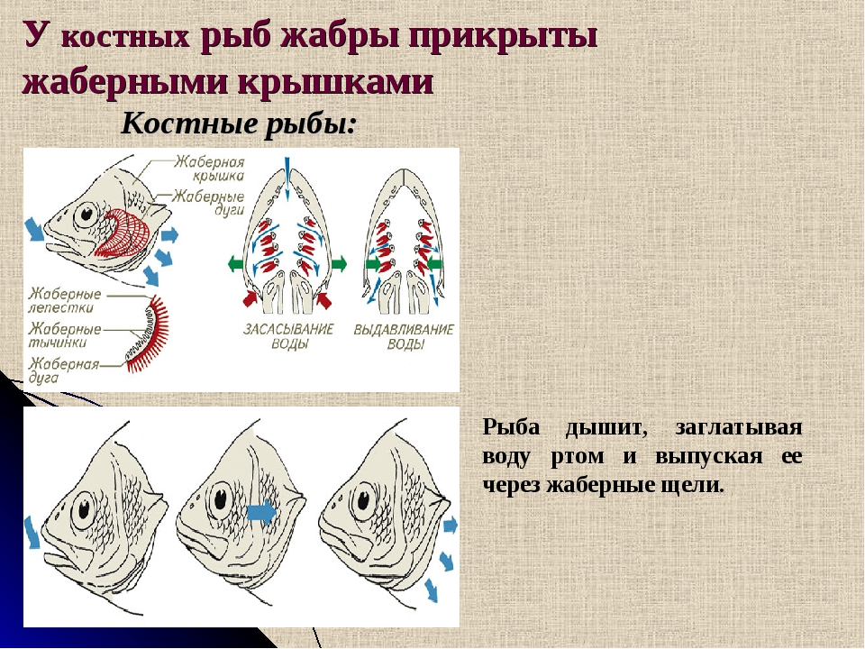 Укажите на рисунке жаберные крышки рыбы