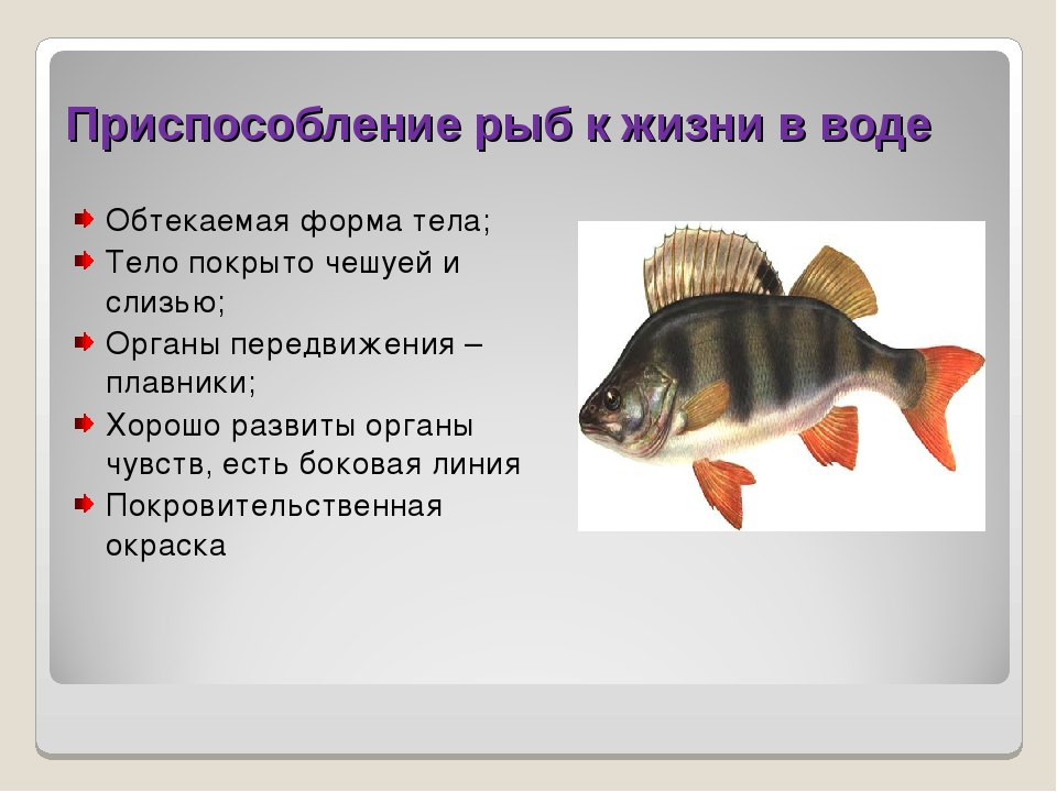 Почему рыб необходимо охранять. Приспособление рыб к жизни в воде. Приспособленность рыбы к жизни в воде. Приспособление рыб к водной среде. Приспособленность рыб к жизни в водной среде.