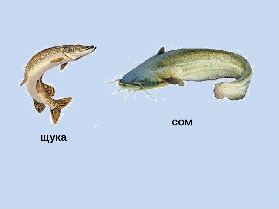 На рисунке изображены сом и щука длина щуки 50