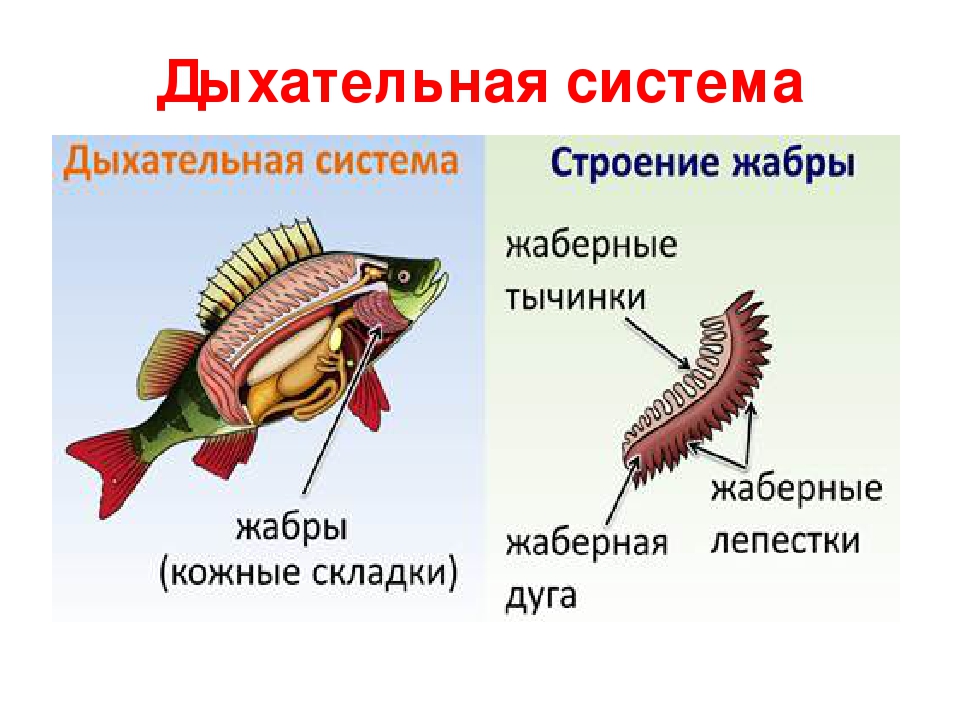 Какие системы органов у рыб. Дыхательная система рыб 7 класс органы. Внутреннее строение рыбы орган дыхания. Дыхательная система жабры выделительная система. Внутреннее строение рыбы 7 класс биология.