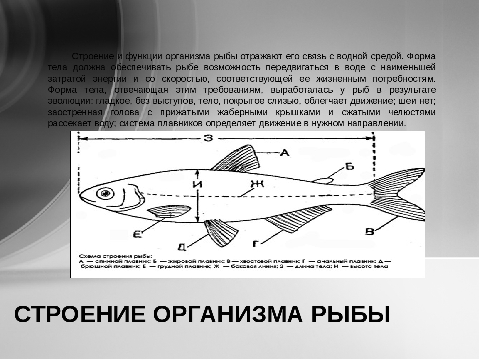 Основные функции рыбы. Строение рыбы гуппи. Строение тела рыбы. Строение и функции рыб. Внешнее строение рыбки гуппи.