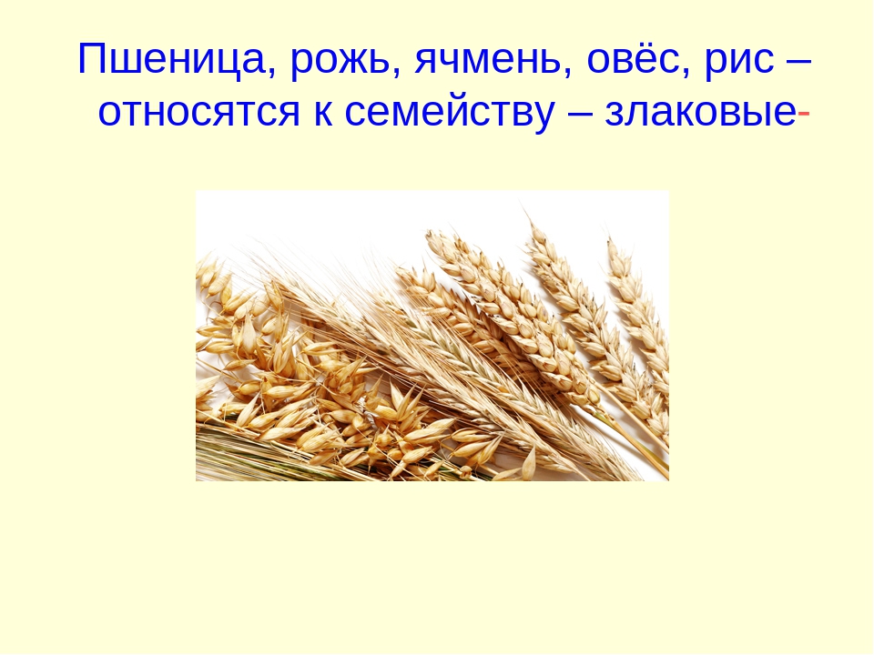 Рис относится к группе. Пшеница, рожь, ячмень, овес, кукуруза. Пшеница рожь ячмень. Семейство злаковые пшеница. Ячмень презентация.