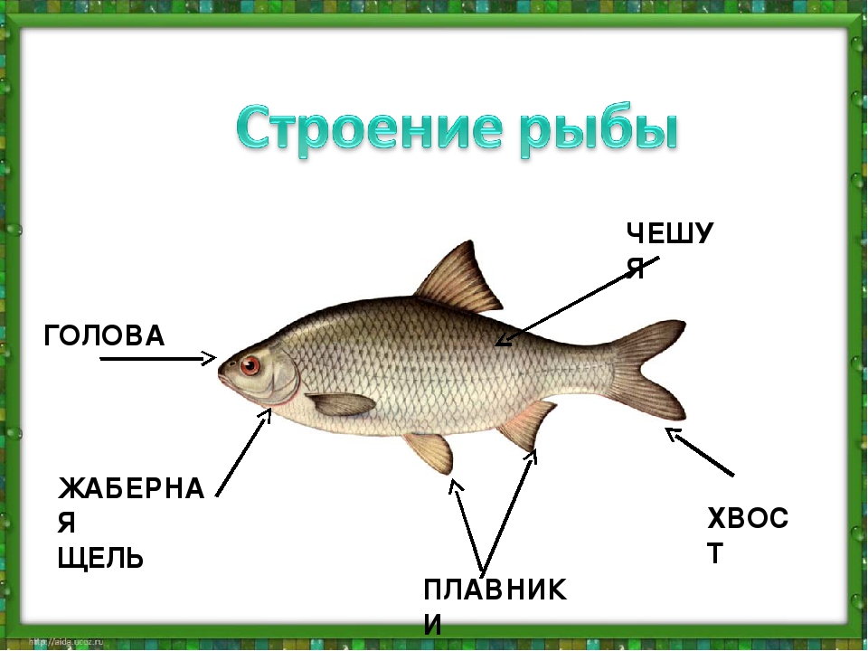 Строение рыбы схема для детей