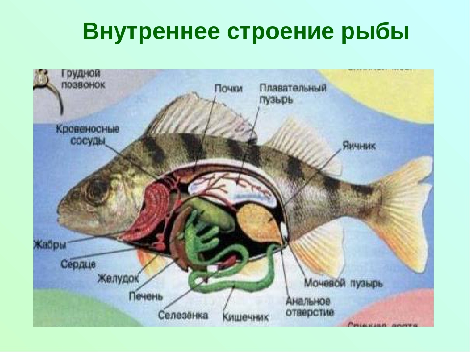 Биология про рыб 7 класс. Строение рыбы 7 класс биология схема. Внутреннее строение рыбы. Внутреннее строение рыбы схема. Внутреннееестроение рыбы.