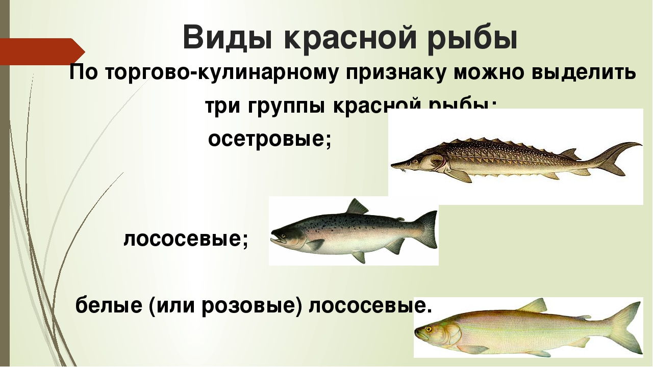 Какие рыбы лососевые