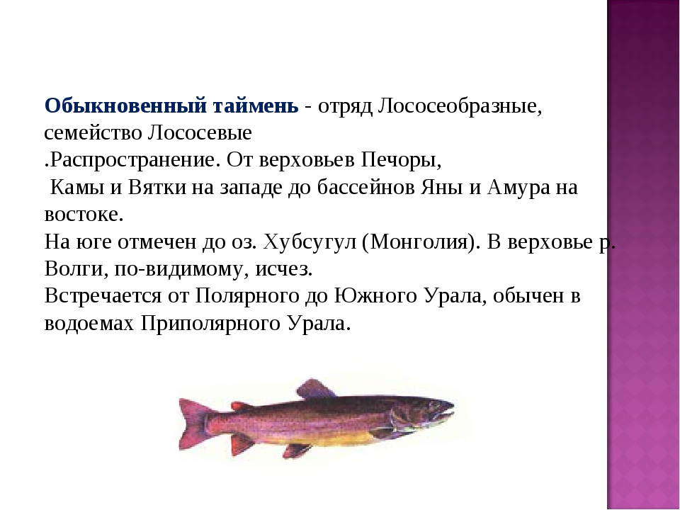 Лососевые рыбы по ценности. Рыбы семейства Таймень. Отряд Лососеобразные семейство лососевые. Лососёвые семейство характеристика. Отряд лососевые рыбы представители.