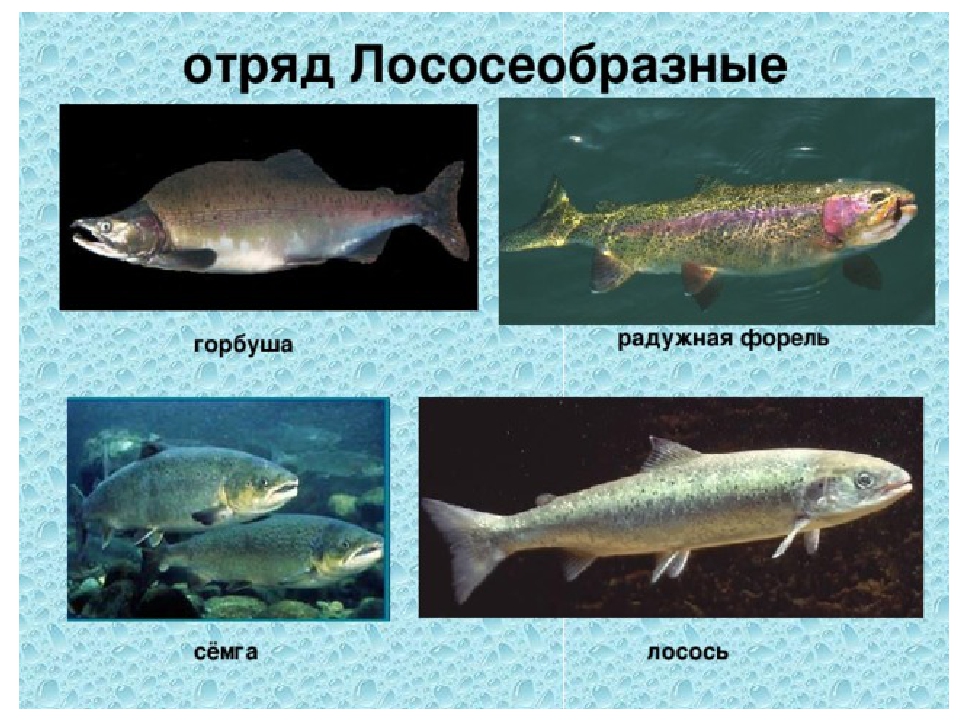 Рыбы представители. Отряд Лососеобразные лососевые. Лососеобразные рыбы представители. Отряд Лососеобразные рыбы представители. Отряд Сельдеобразные Лососеобразные.