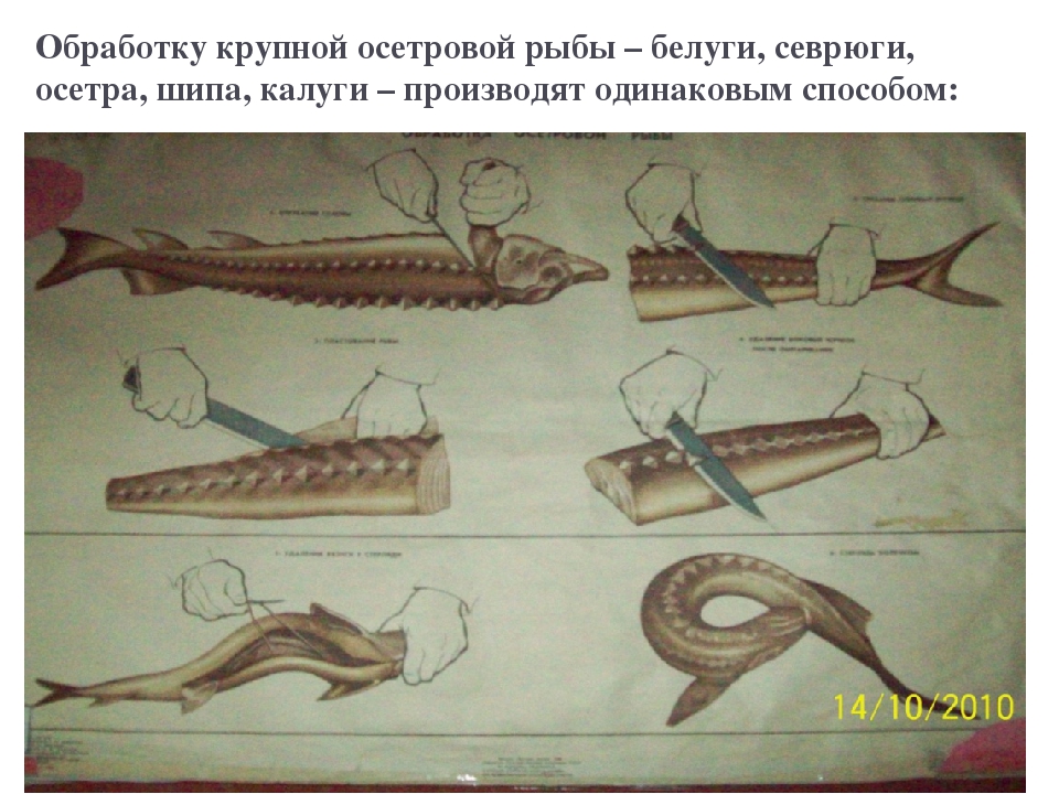 Обработка рыбы схема