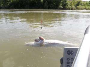 Стерлядь ловля