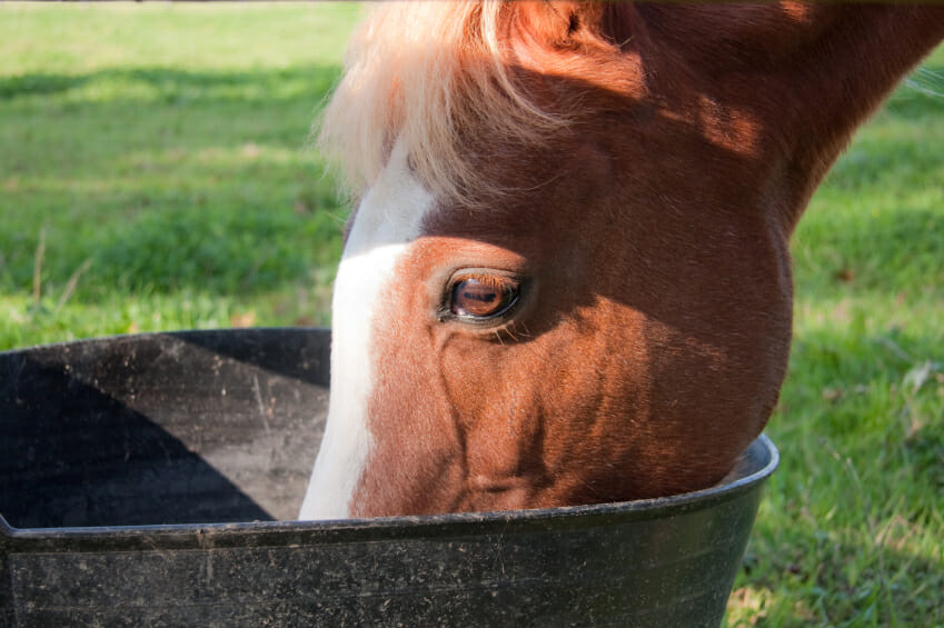 horse drinking water