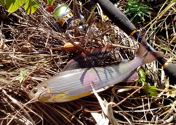 Осенний хариус на удочку.