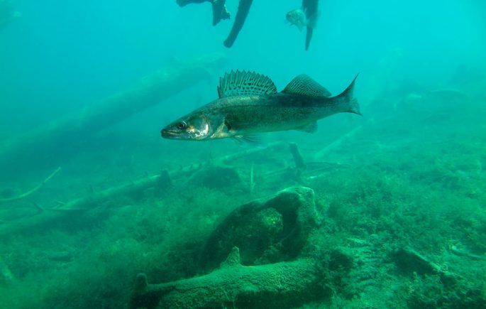 Образ жизни, поведение