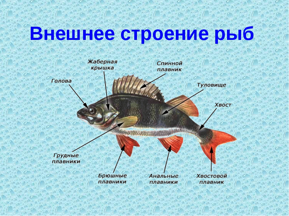 Рыбы биология 2 класс. Внешнее и внутреннее строение карпообразных рыб. Внешнее строение карпообразных рыб. Класс костные рыбы внешнее строение. Биология 7 кд внешнее и внутреннее строение рыб.