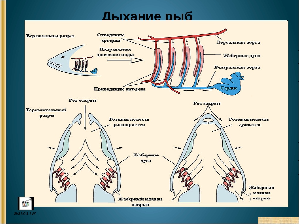 Рыба дышащая легкими. Дыхательная система жабры. Органы дыхания рыб. Органы дыхательной системы у рыб. Система дыхания у рыб.