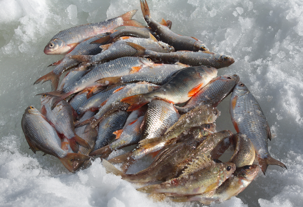 Обь какие рыбы. Река Обь рыбалка. Рыбы в Оби Новосибирская область. Рыба реки Оби. Зимняя рыбалка.