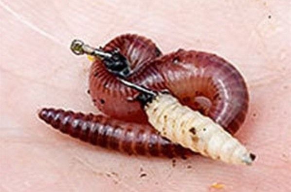 навозный червь с опарышем