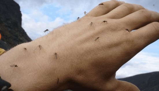 невероятное количество комаров