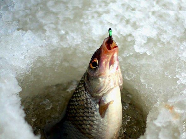 Плотва в лунке