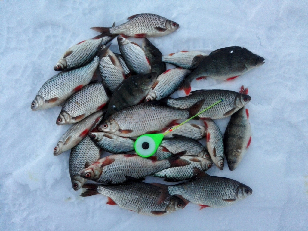 Рыба иваново купить. Плотва. Зимняя рыбалка на плотву. Плотва зимой. Зимняя рыбалка в Кировской области.