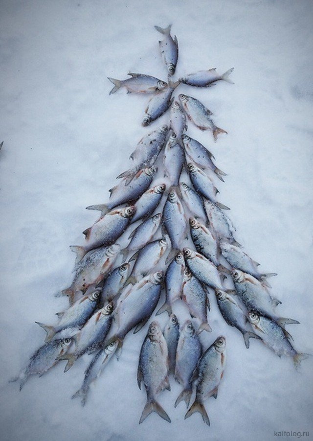 Приколы про рыбалку и рыбу (50 фото)