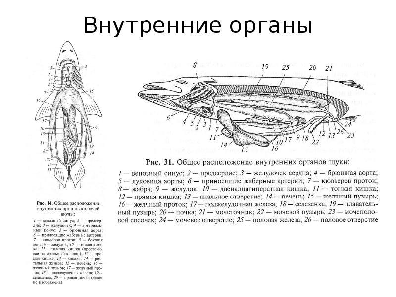 Щука схема цветная