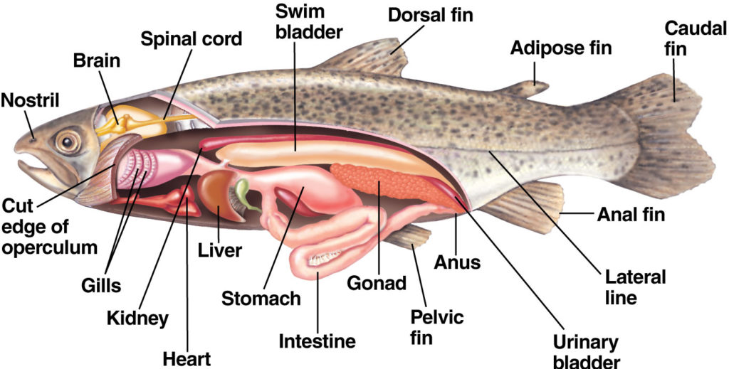 salmon : characteristic anatomy
