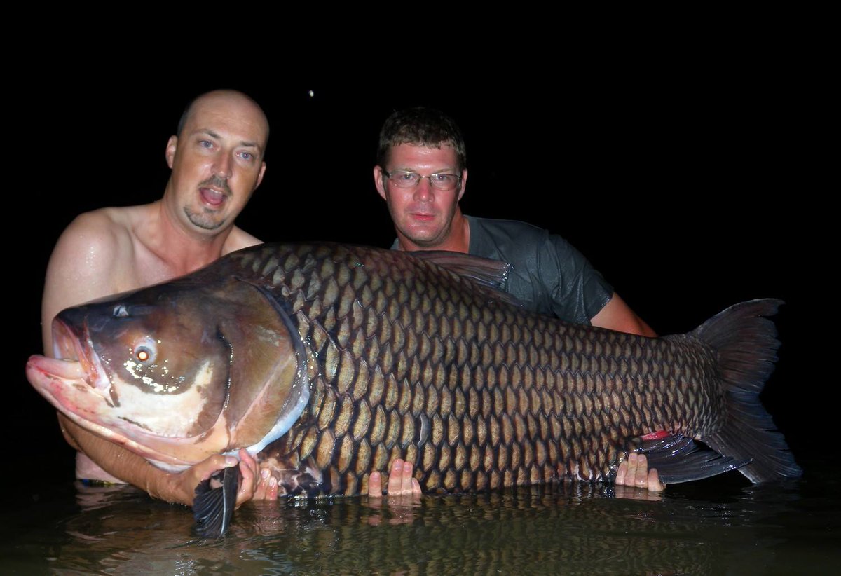 Сколько живет карп. Самый большой сиамский Карп в мире. Сиамский Карп 105 кг. Самый большой Карп. Гигантские рыбы.