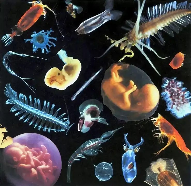 Фитопланктон зоопланктон пищевая. Зоопланктон и фитопланктон. Планктон гидробионт. Гетеротрофный планктон.