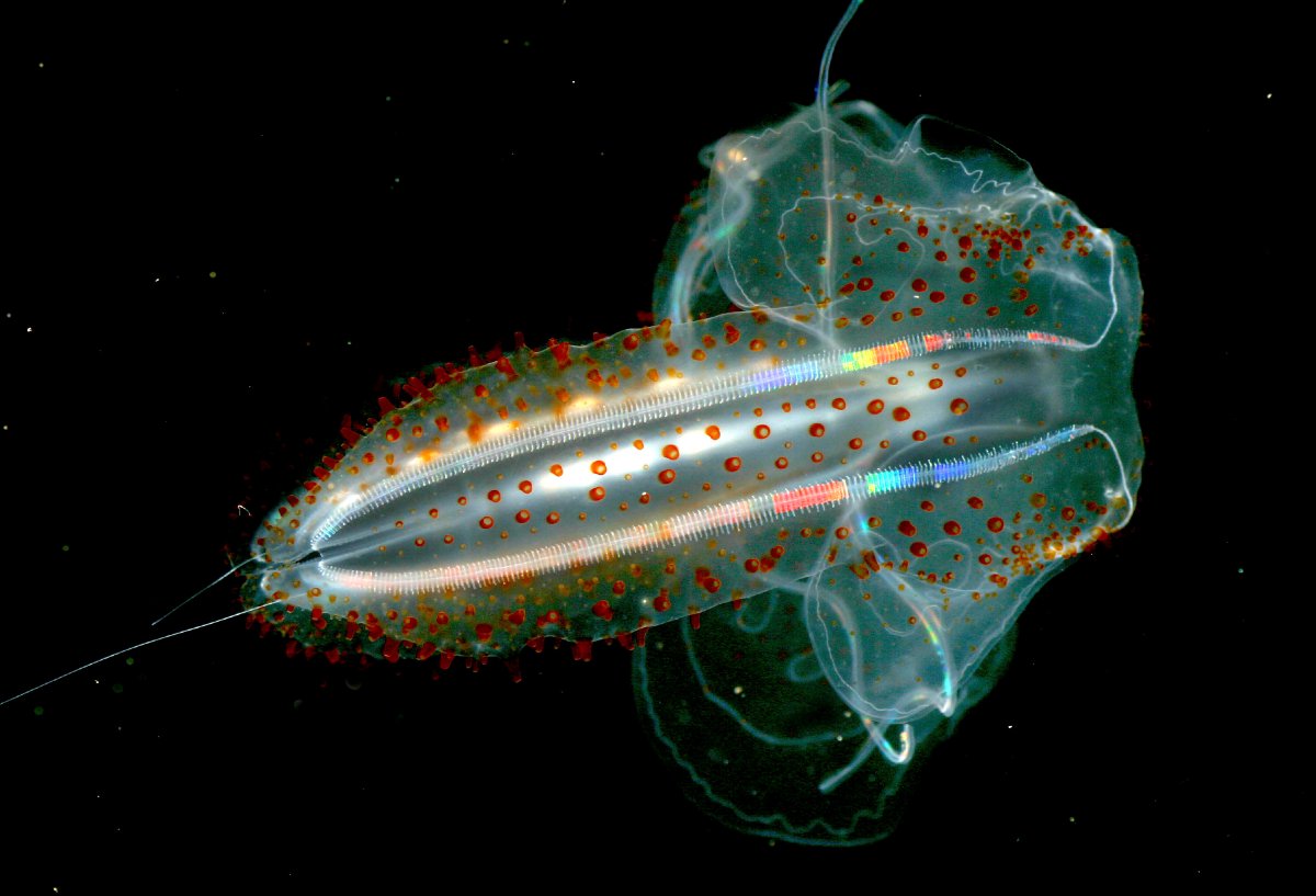 Планктон моллюск