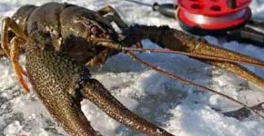 Зимняя ловля раков на раколовку, волокушу и крутку