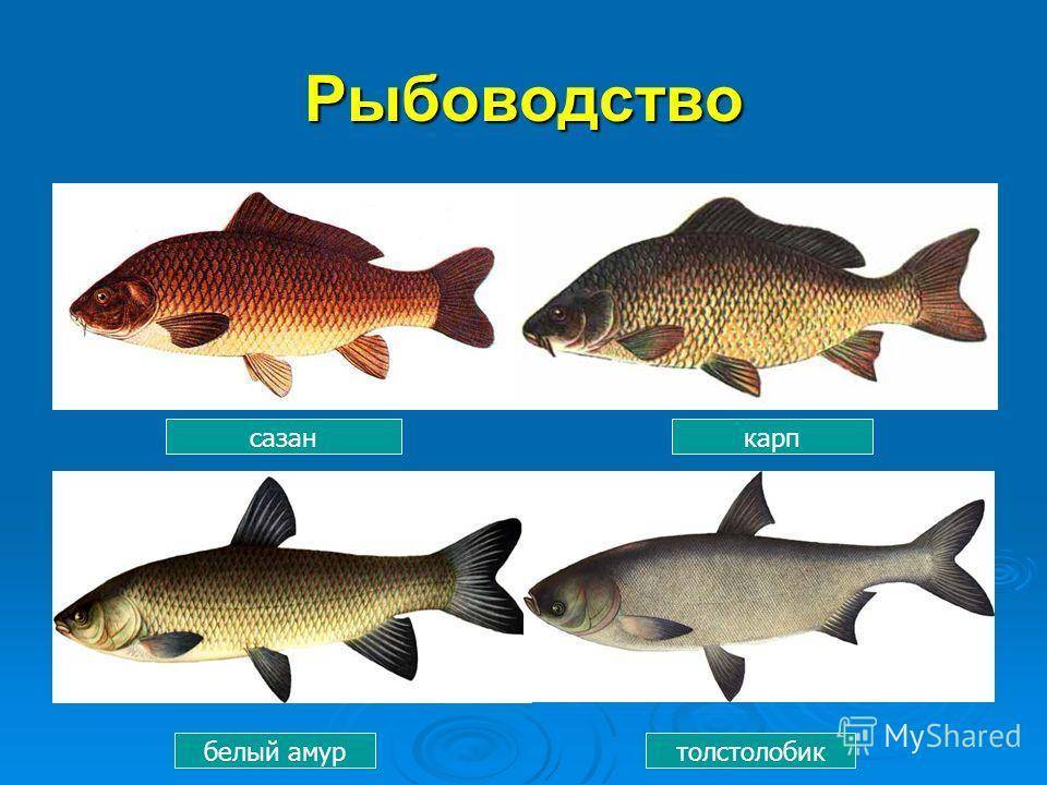 Рыба различие. Карп толстолобик белый Амур. Сазан и Карп. Белый Амур и толстолобик отличия. Карп и сазан отличия.