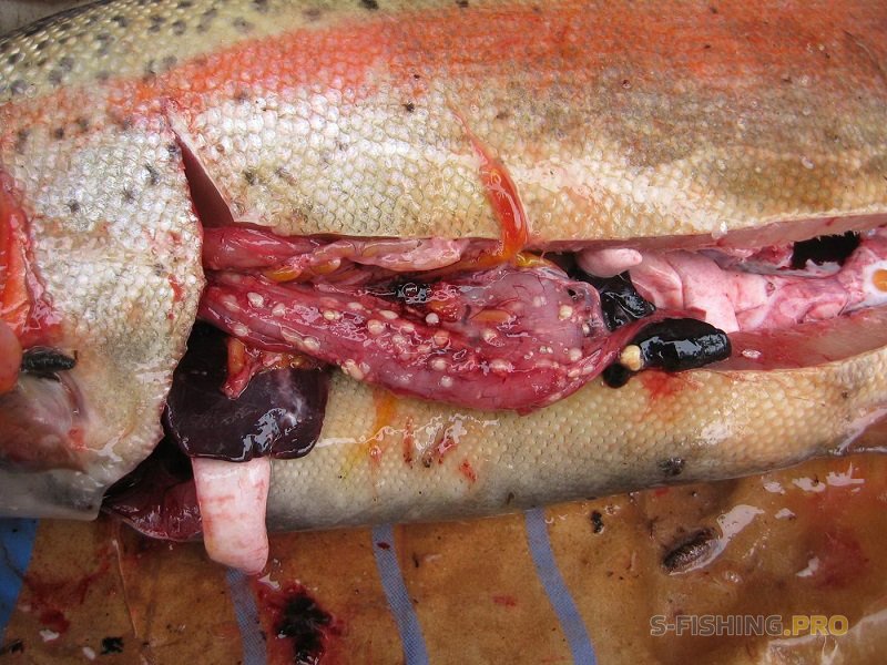 Советы начинающим: Справочник рыбака по болезням рыб