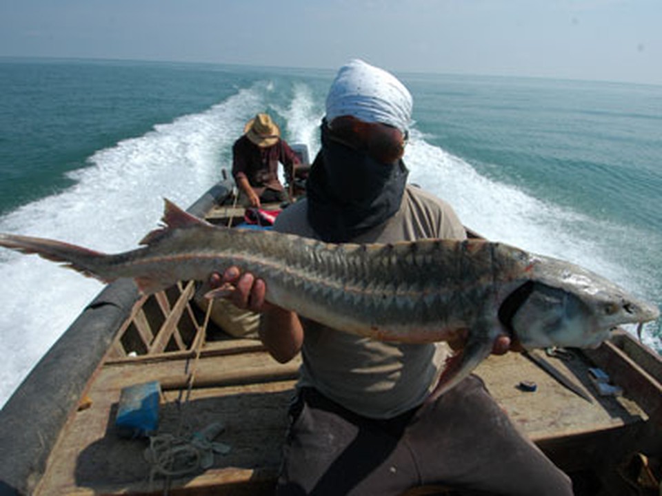 Какая рыба водится в каспийском. Осетрина Каспийское море. Рыбалка Каспийское море Астрахань браконьеры.