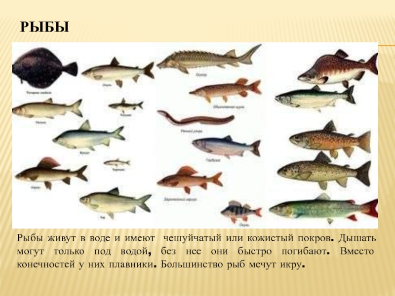 Какая рыба без чешуи. Рыбы список. Виды рыб. Рыба без чешуи список названий. Чешуйчатые рыбы названия.