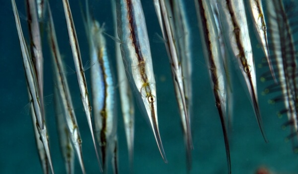 Фото: Морская рыба игла