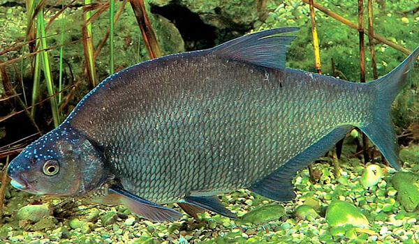 Фото: Обыкновенный лещ