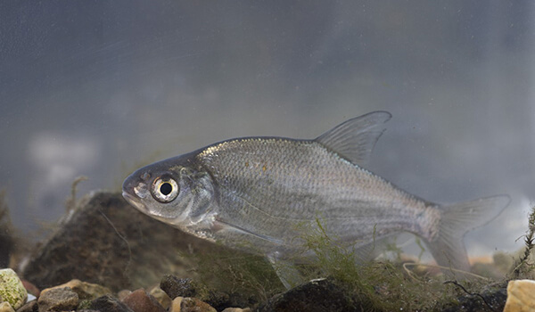 Фото: Рыба лещ